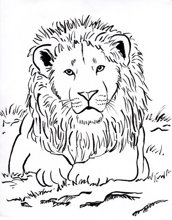 Tô màu con sư tử - betapto.com