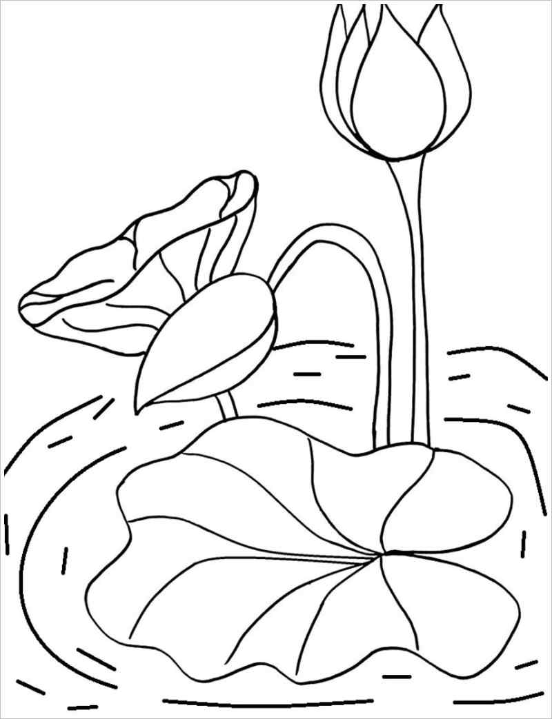 Cách vẽ hoa sen - Dạy Vẽ